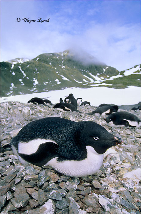 Adelie Penguin 103 by Dr. Wayne Lynch &copy;