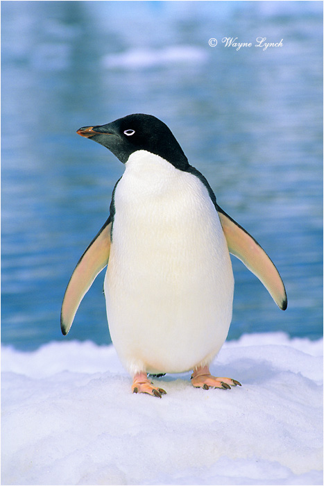 Adelie Penguin 105 by Dr. Wayne Lynch &copy;