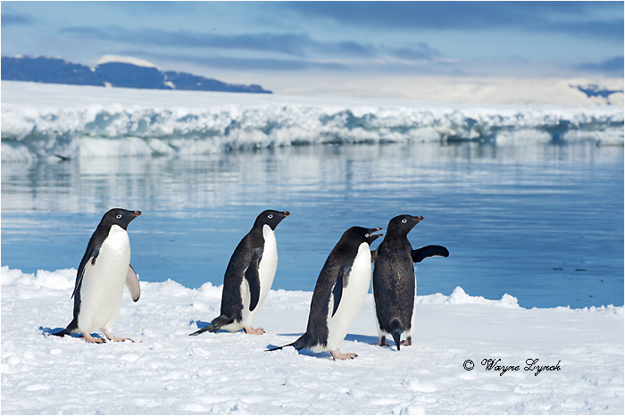 Adelie Penguins 122 by Dr. Wayne Lynch ©