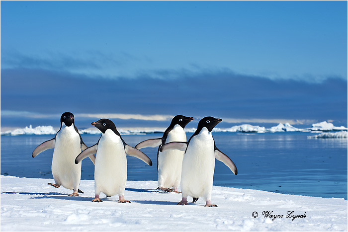 Adelie Penguins 125 by Dr. Wayne Lynch &copy;