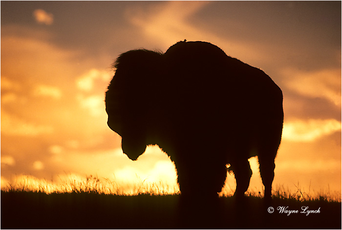 Plains Bison 101 by Wayne Lynch ©