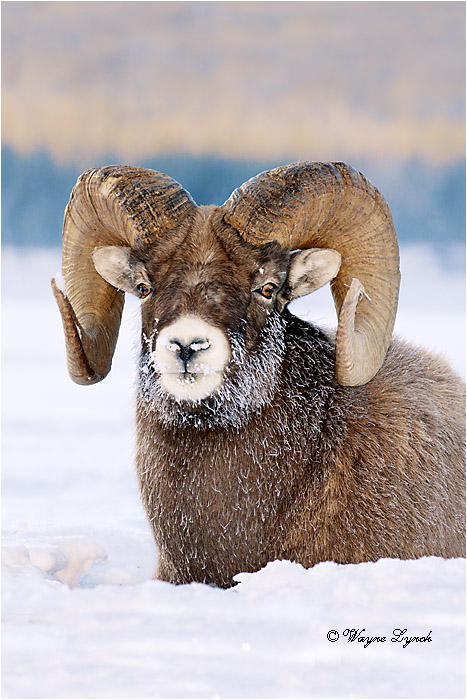 Bighorn Sheep Ram 118 by Dr. Wayne Lynch ©