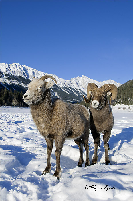 Bighorn Sheep Ram & Ewe Courting 133 by Dr. Wayne Lynch ©