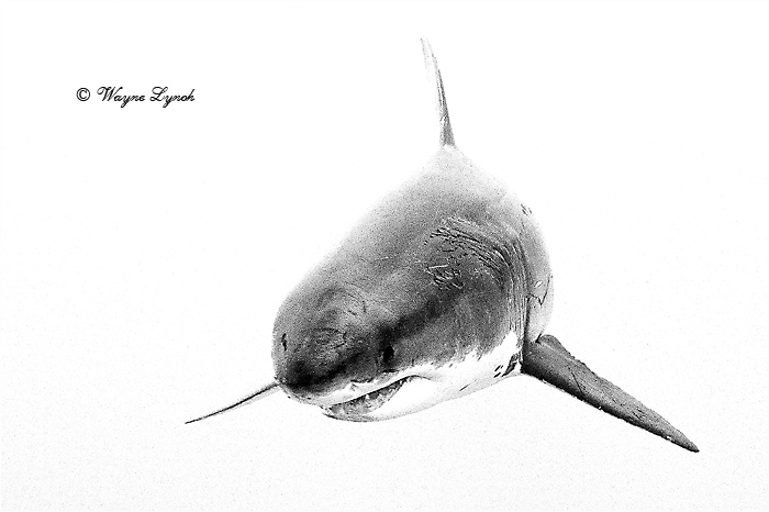 Great White Shark 128 by Dr. Wayne Lynch &copy;