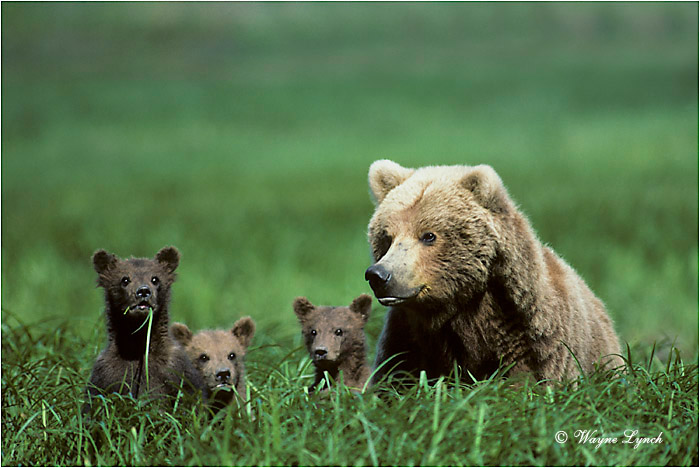 Brown Bear 102 by Wayne Lynch &copy;