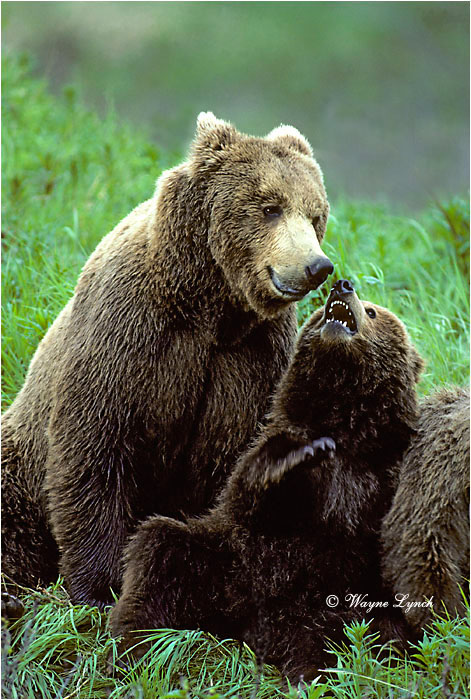 Brown Bear 112 by Waync Lynch &copy;