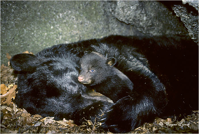 Black Bear 102 by Wayne Lynch &copy;
