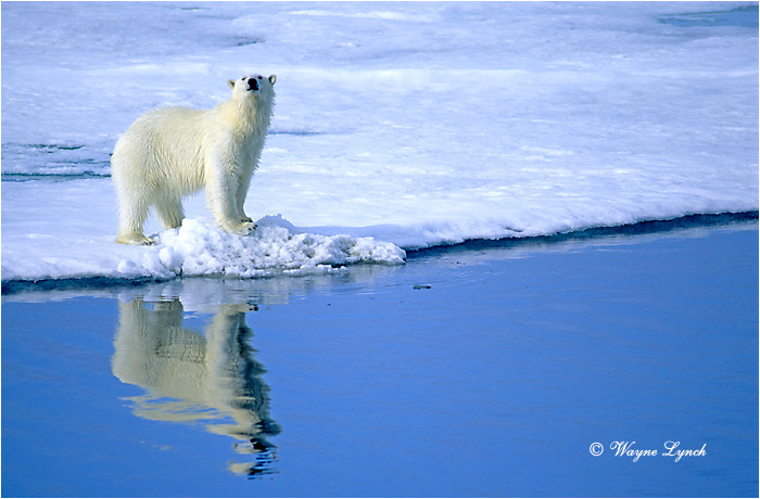 Polar Bear 108 by Wayne Lynch &copy;