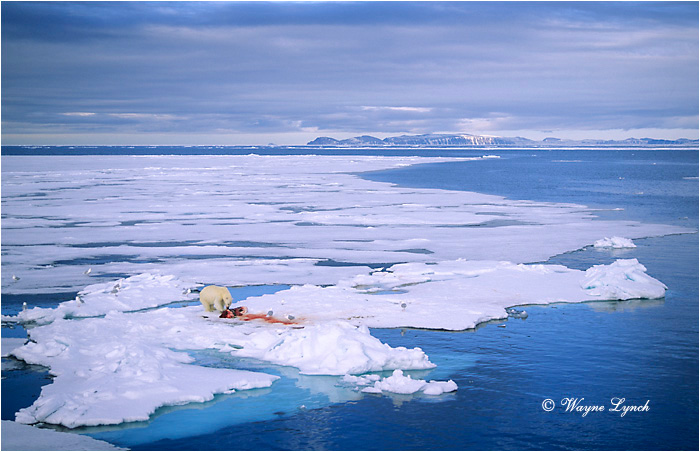 Polar Bear 106 by Wayne Lynch &copy;