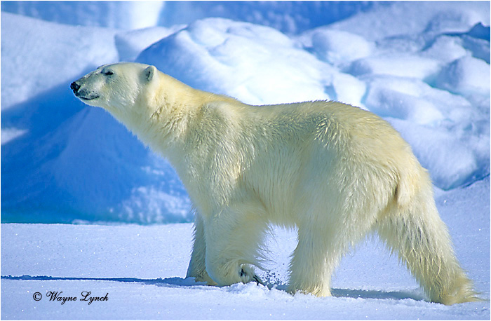 Polar Bear 117 by Wayne Lynch &copy;