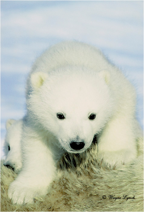Polar Bear 138 by Wayne Lynch &copy;