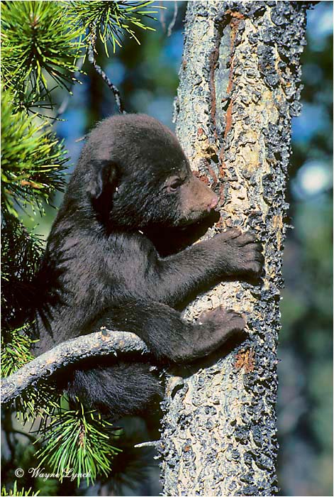 Black Bear 109 by Wayne Lynch &copy;