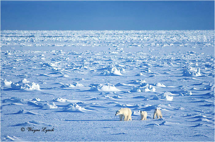 Polar Bear 131 by Wayne Lynch &copy;