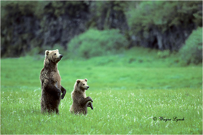 Brown Bear 120 by Wayne Lynch &copy;