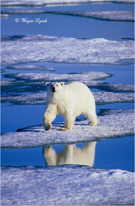 Polar Bear 165 by Dr. Wayne Lynch &copy;