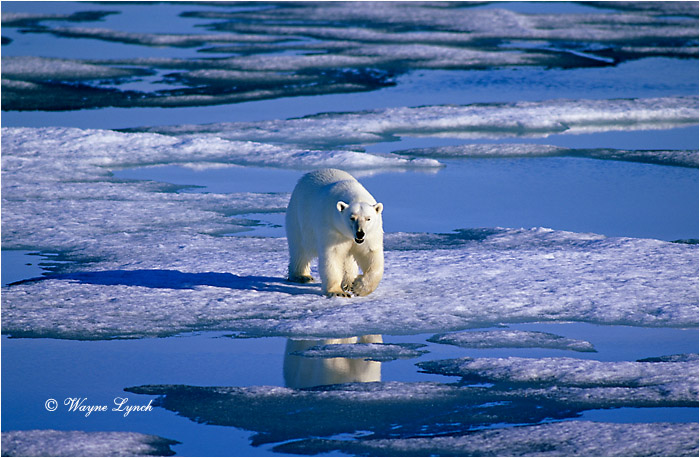 Polar Bear 163 by Dr. Wayne Lynch &copy;