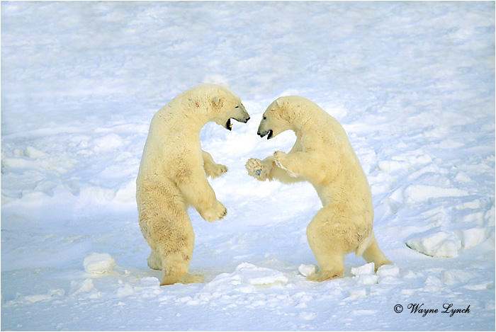 Polar Bear 101 by Wayne Lynch &copy;