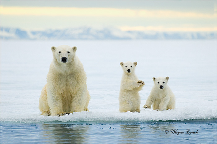Polar Bear 167 by Dr. Wayne Lynch &copy;