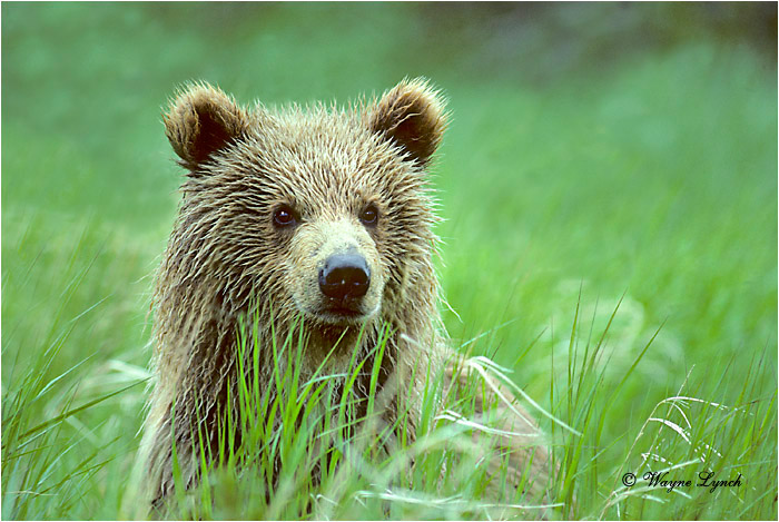 Brown Bear 103  by Wayne Lynch &copy;