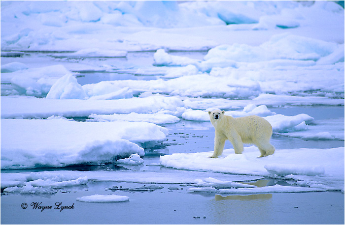 Polar Bear 107