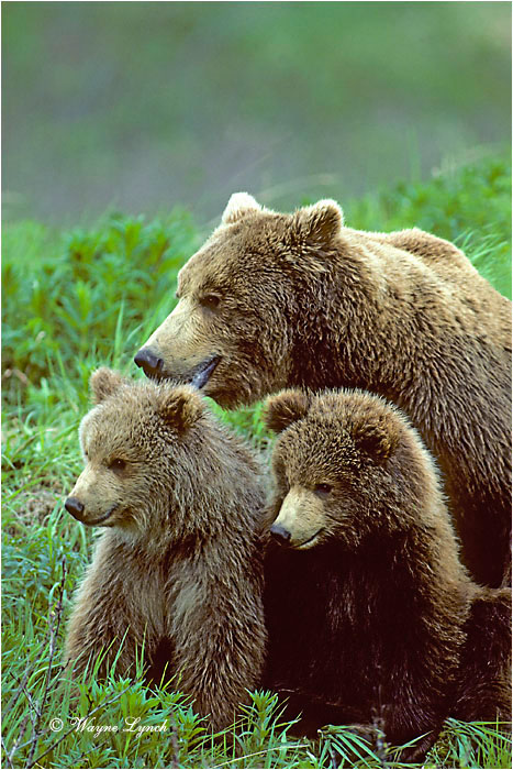 Brown Bear 111 by Wayne Lynch &copy;