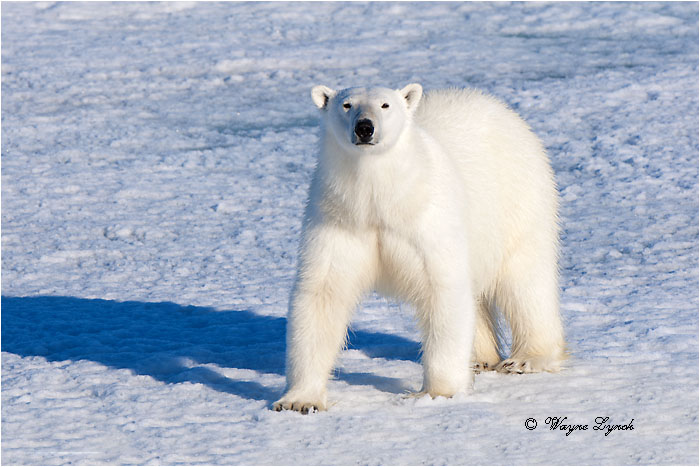 Polar Bear on Pack Ice 217 by Dr. Wayne Lynch &copy;