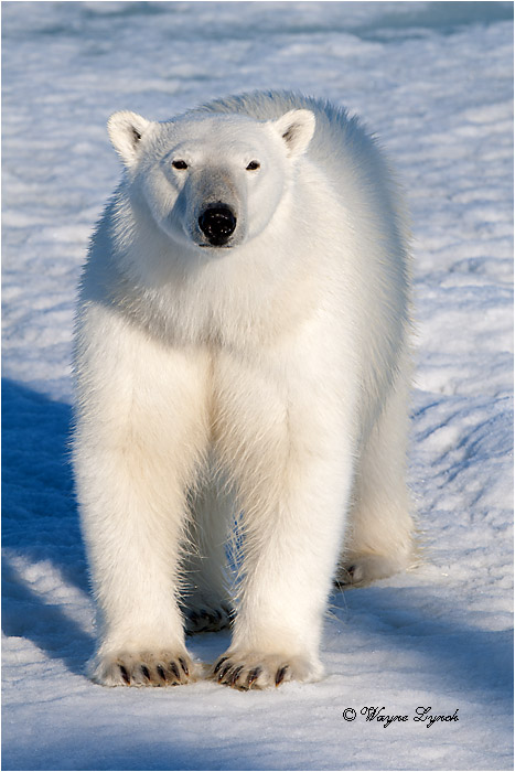 Polar Bear on Pack Ice 218 by Dr. Wayne Lynch &copy;