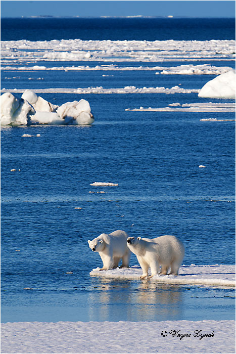 Polar Bears Interacting 108 by Dr. Wayne Lynch &copy;