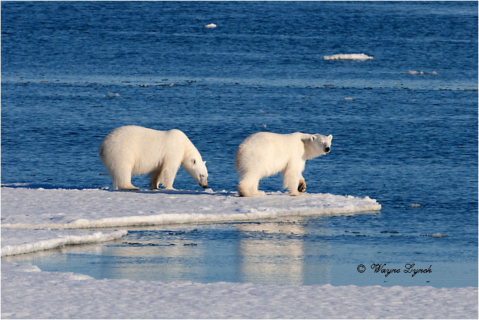 Polar Bears Interacting 106 by Dr. Wayne Lynch &copy;