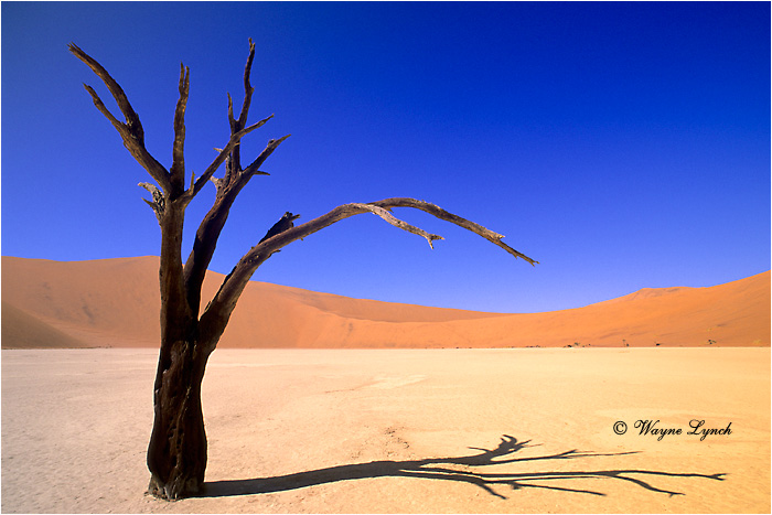 Soussusvlei Namibia 102 by Wayne Lynch ©