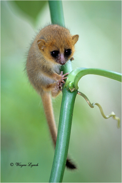 Brown Mouse Lemur 101 by Dr. Wayne Lynch ©