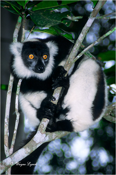 Black & White Ruffed Lemur 103 by Dr. Wayne Lynch ©