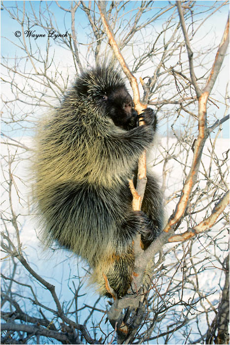Porcupine 111  by Wayne Lynch &copy;