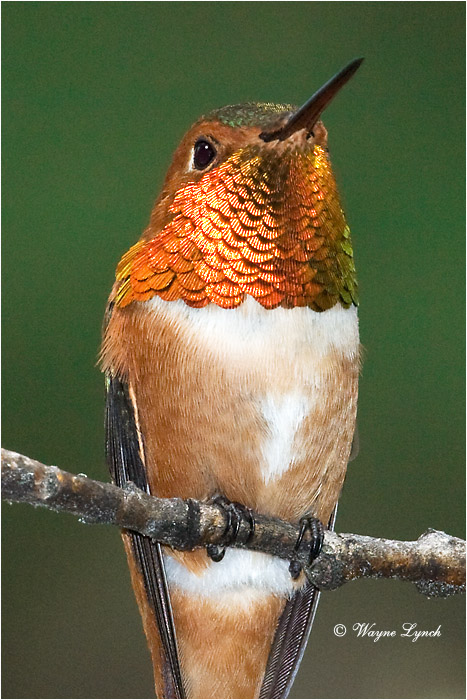 Dr. Wayne Lynch Canada's Wildlife Specialist