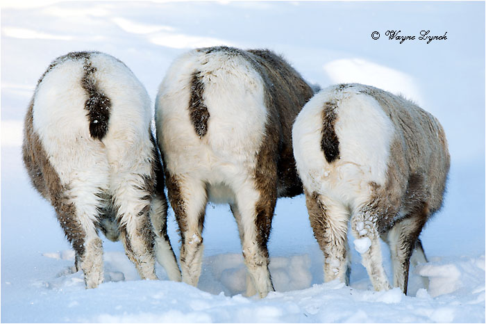 Bighorn Sheep Ewes138 by Dr. Wayne Lynch &copy;